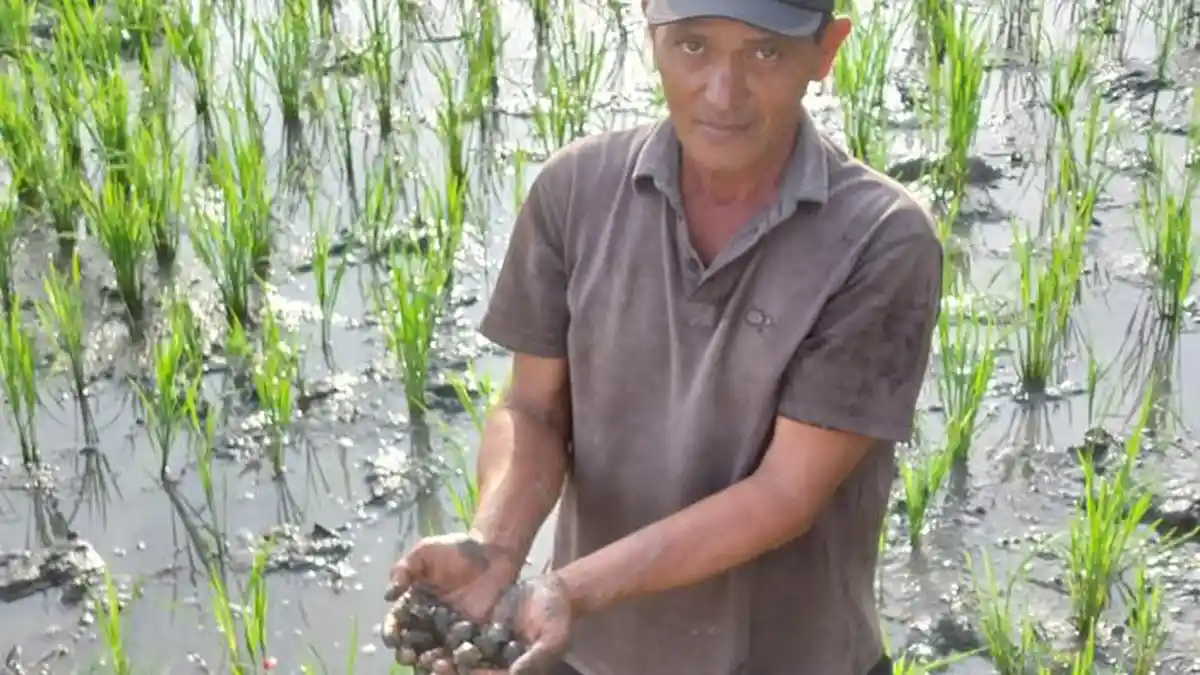 Ratusan Ha Tanaman Padi Warga Pidie Diserang Hama Keong, Ini Langkah yang Dilakukan Petani