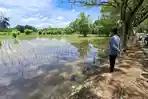 Areal Persawahan di Rantau Kiwa Tapin Jadi Lokasi Favorit Memancing Papuyu, Ikannya Banyak dan Teduh
