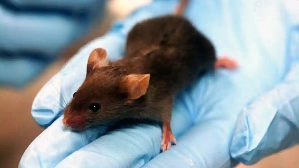 Waspada Ribuan Tikus Lapar Bertindak Lebih Agresif di Masa Pandemi Covid-19