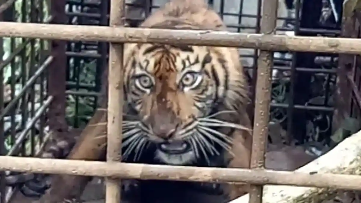 Nyaris, Harimau Berkeliaran di Kabupaten Solok Masuk Perangkap BKSDA