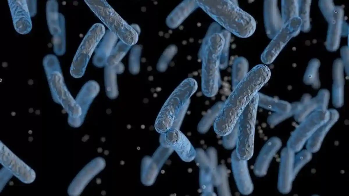 Bakteri Penyebab Penyakit Langka Melioidosis Ditemukan di AS untuk Pertama Kali