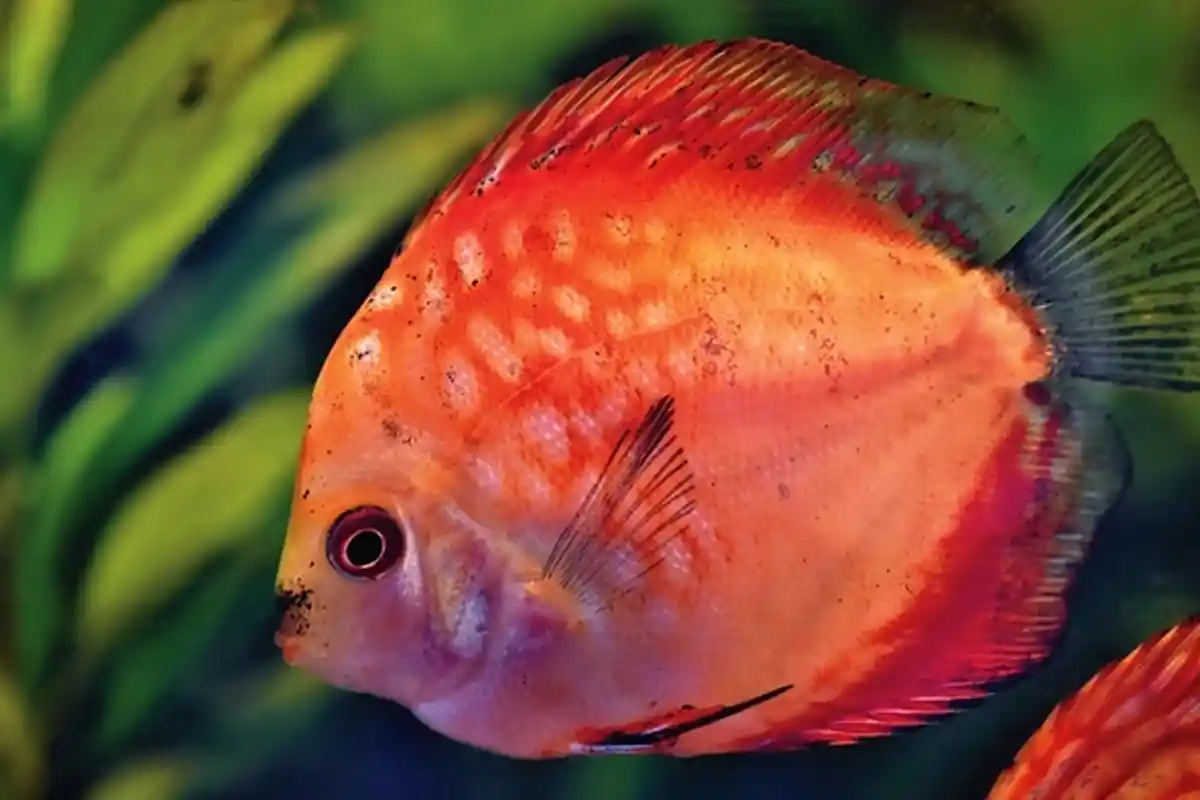 6 Arti Mimpi Tentang Ikan, Bisa Jadi Anda Sedang Berusaha Meraih Cita-cita Besar, ini Tafsirnya