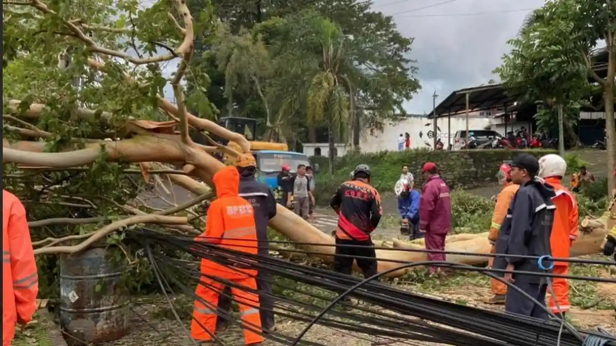 Berikut Daftar Lokasi Pohon Tumbang Akibat Terdampak Cuaca Ekstrem di Kota Batu