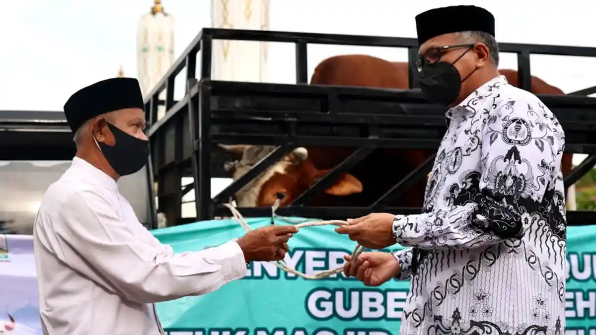 Gubernur Serahkan Sapi Kurban Seberat 700 Kilogram kepada Imam Besar Masjid Raya Baiturrahman