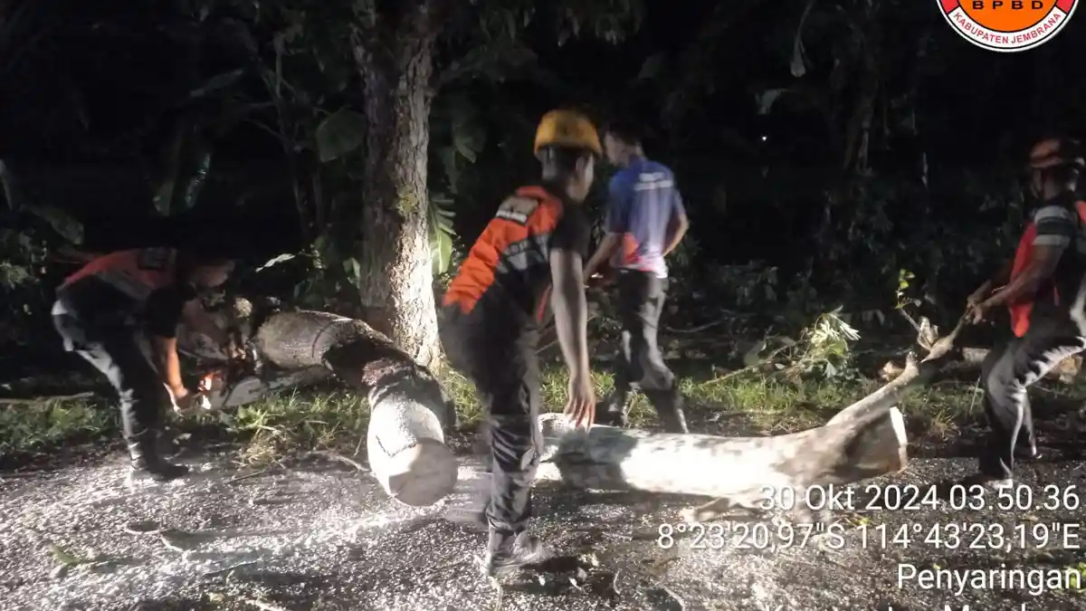 TRAGEDI Kecelakaan, Pengendara Motor Tabrak Pohon Tumbang di Penyaringan Jembrana