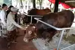 Sapi-Kurban-Presiden-dan-Wapres-di-Masjid-Istiqlal_20250606_130249.jpg