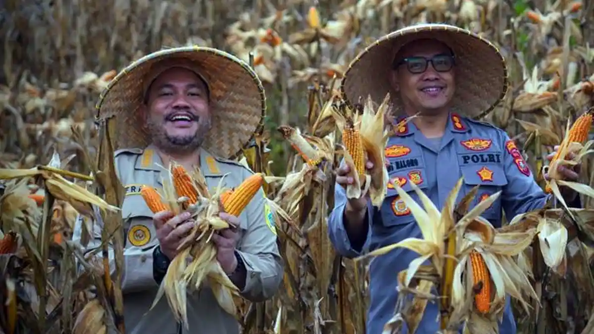 Bupati Franc Bernhard Tumanggor Bersama Polres Pakpak Bharat Panen Raya Jagung Kuartal II