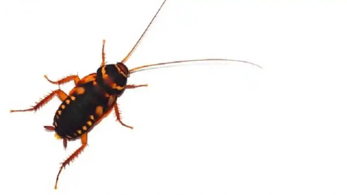 Usir Kecoa di Rumah Kita  dengan 5 Benda Ajaib Ini, Paling Ampuh dan Mudah Dilakukan