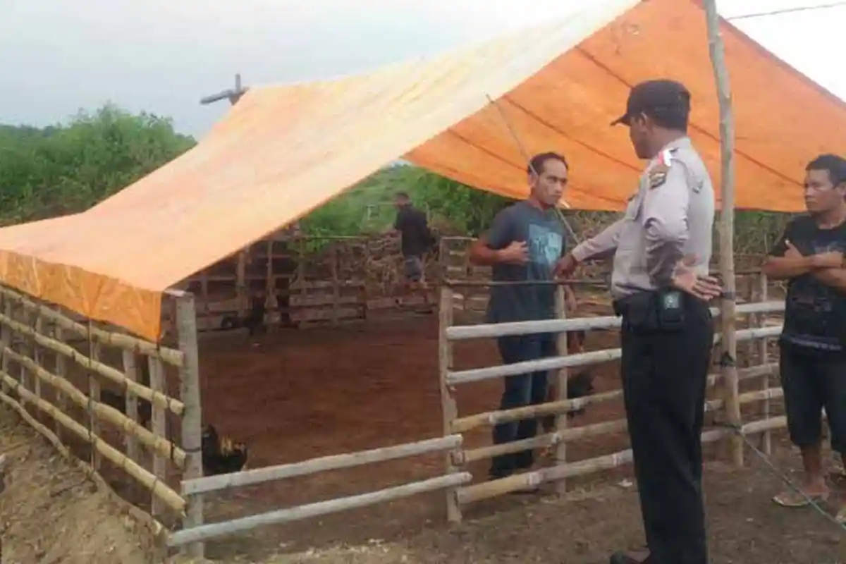 Polisi Gerebek Judi Sabung Ayam di Aesesa Nagekeo