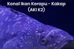 aplikasi-kenal-ikan-kerapu.jpg