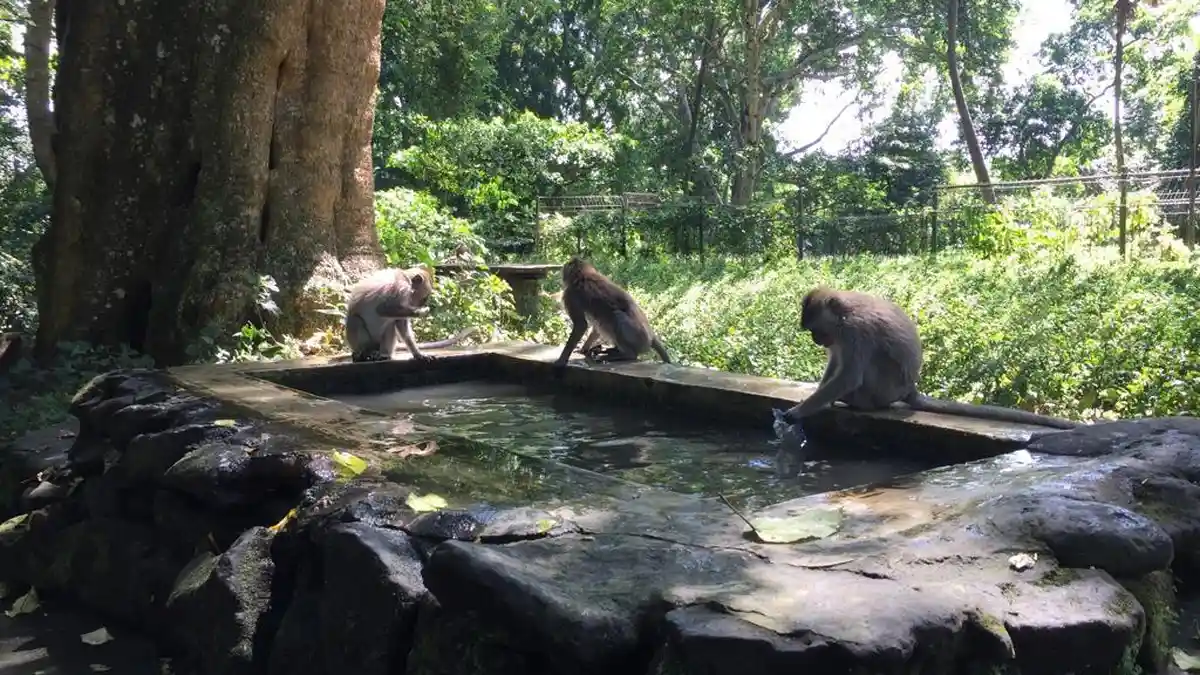 Cegah Rabies! Monkey Forest Ubud Selama Ini Steril Dari Anjing, Monyet ...