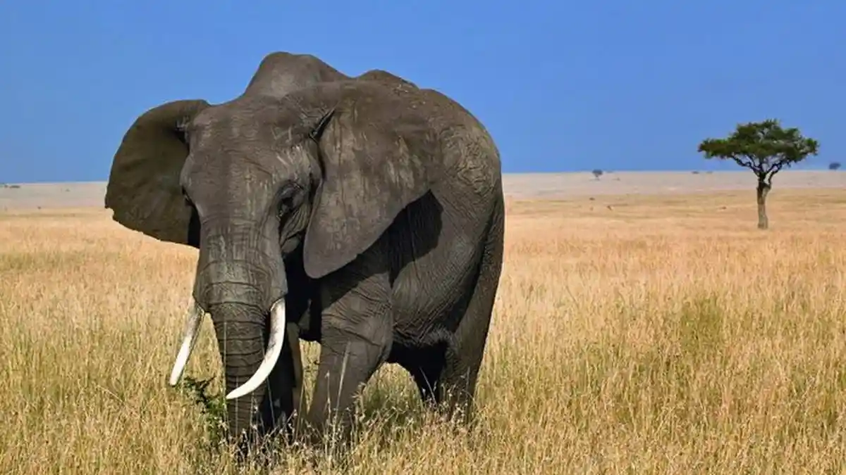 Seorang Pemburu Tewas Diinjak-injak Gajah yang Birahi