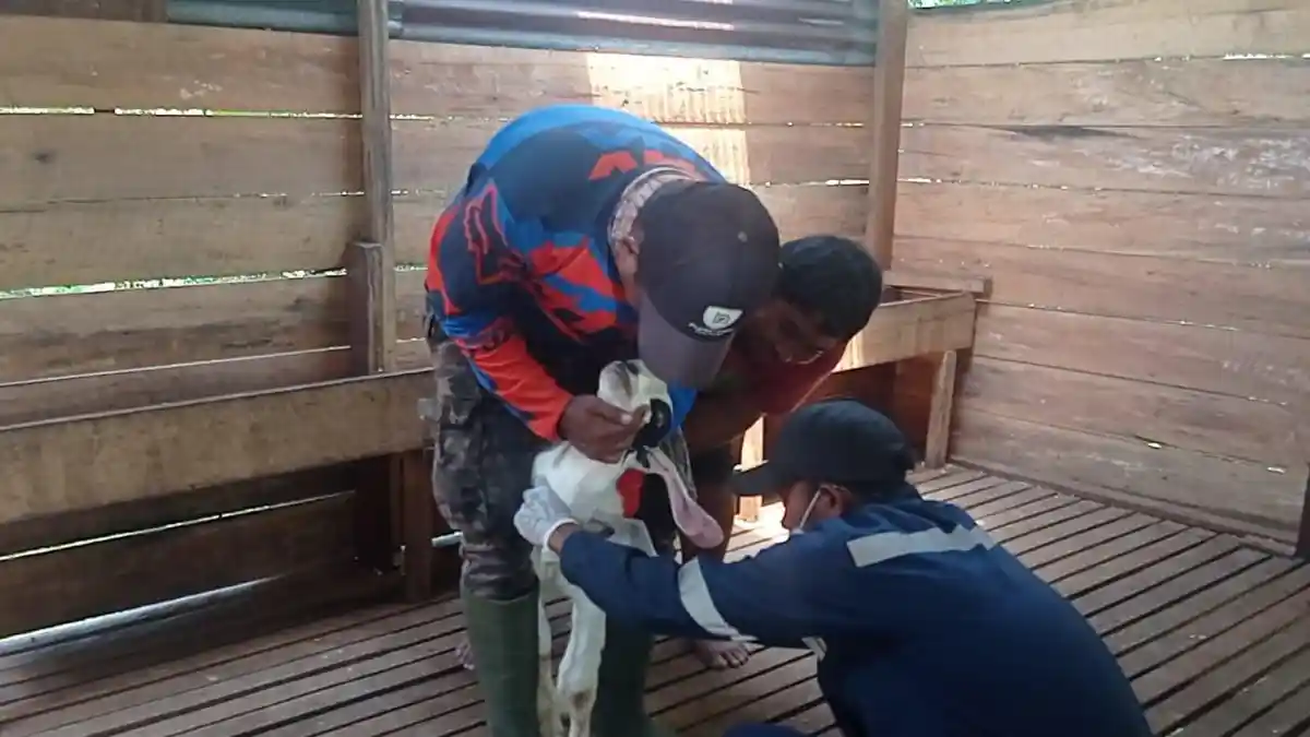 Drh Ichwan Yuniarto Sebut Daging Hewan yang Terjangkit PMK Aman Dikonsumsi, Asal Jangan Bagian ini