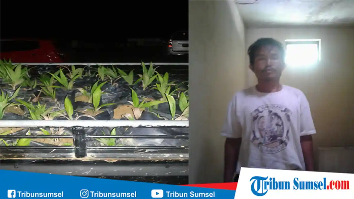 Curi Ratusan Bibit Sawit Seharga Puluhan Juta , Pria di Muratara Ini Diciduk Polisi