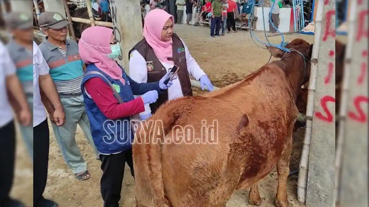 Sidak Pasar Hewan Dimoro Kota Blitar Jelang Idul Adha 2024, Temukan 4 Ekor Sapi Terkena Penyakit LSD