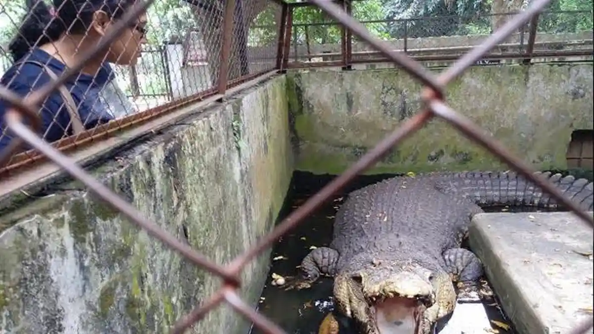 Polda Sumsel Gerebek Tiga Rumah yang Disulap Menjadi Penangkaran Buaya Ilegal