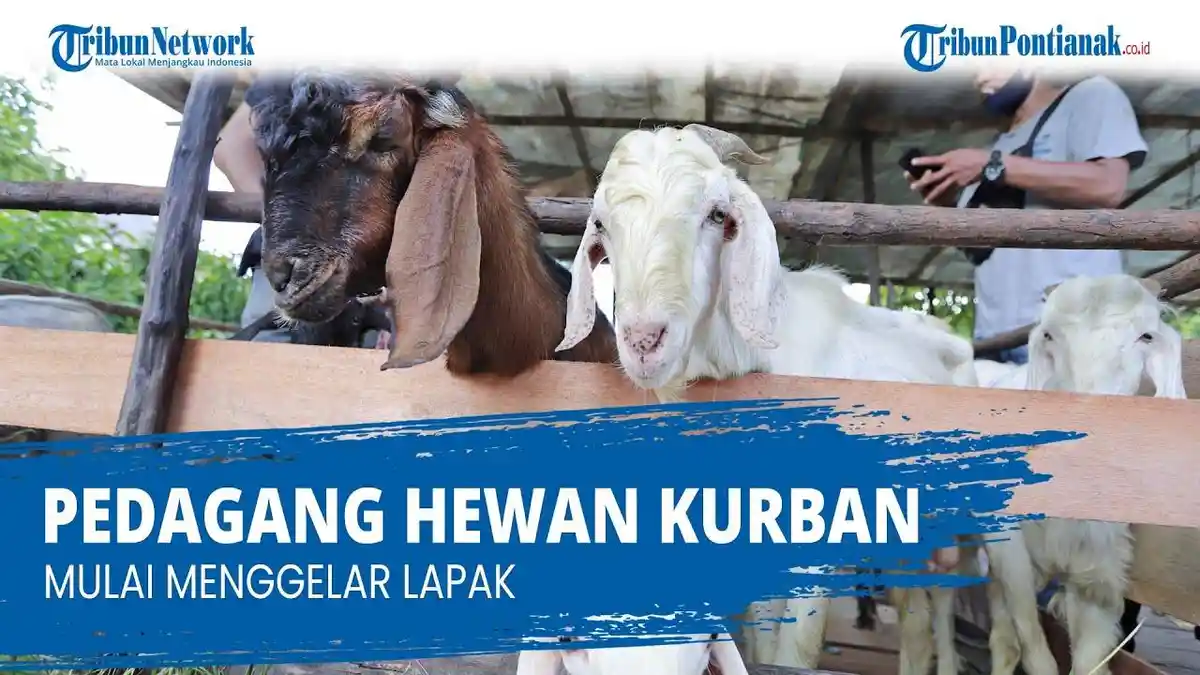 H-3 Naik Lagi! Update Harga Kambing dan Sapi Kurban Terbaru Jelang Idul Adha 2023