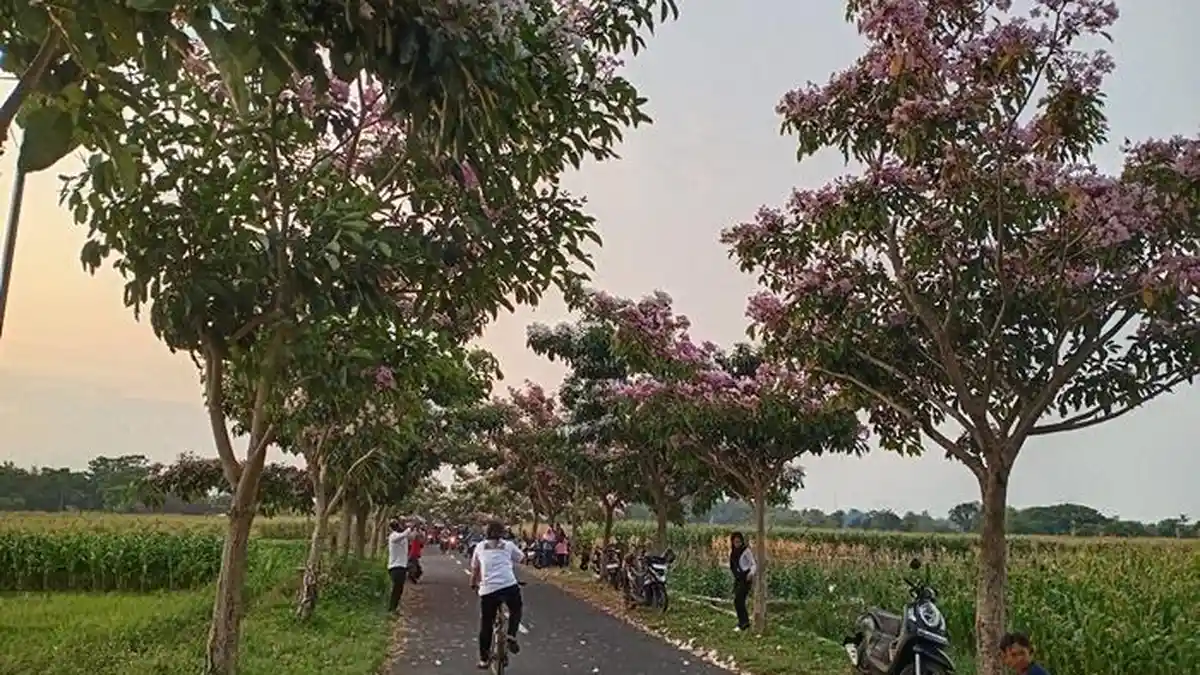 Jadi Tempat Wisata Dadakan, Bunga Tabebuya Bermekaran di Jalan Desa Soropaten Klaten