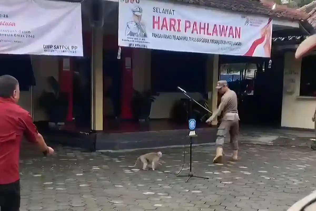 Lucu, Barisan Upacara Hari Pahlawan di Kantor Satpol PP Banyumas Bubar Gara-gara Monyet Gisel Lepas