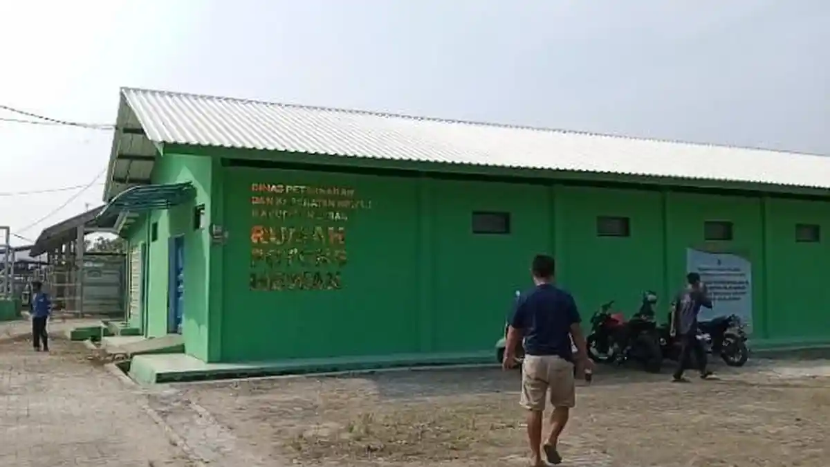 Suasana Proses Penyembelihan Sapi Kurban Presiden Prabowo Subianto di Lebak-Banten