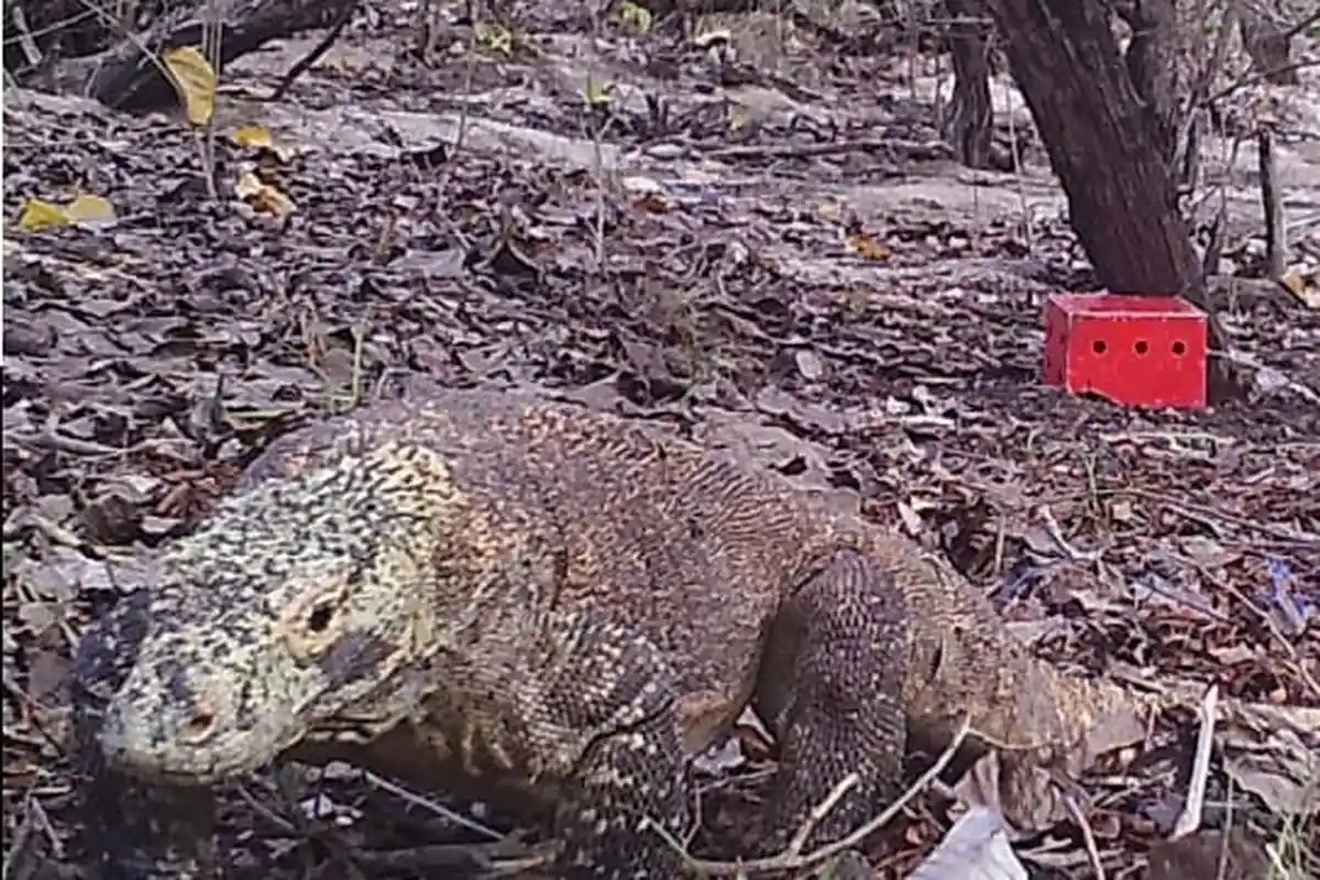 Mengenal Komodo di Torong Padang Surga Tersembunyi Flores Utara
