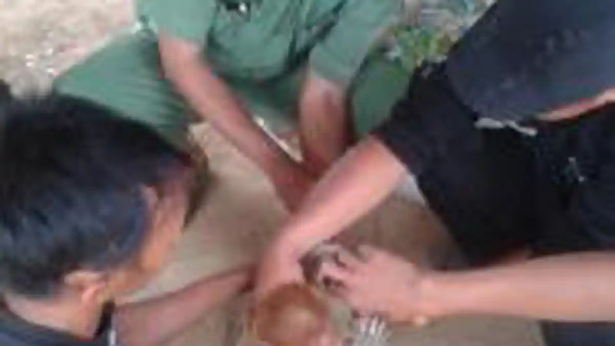 Bekantan Terkepung Asap, Tangan dan Kakinya Melepuh Kena Api