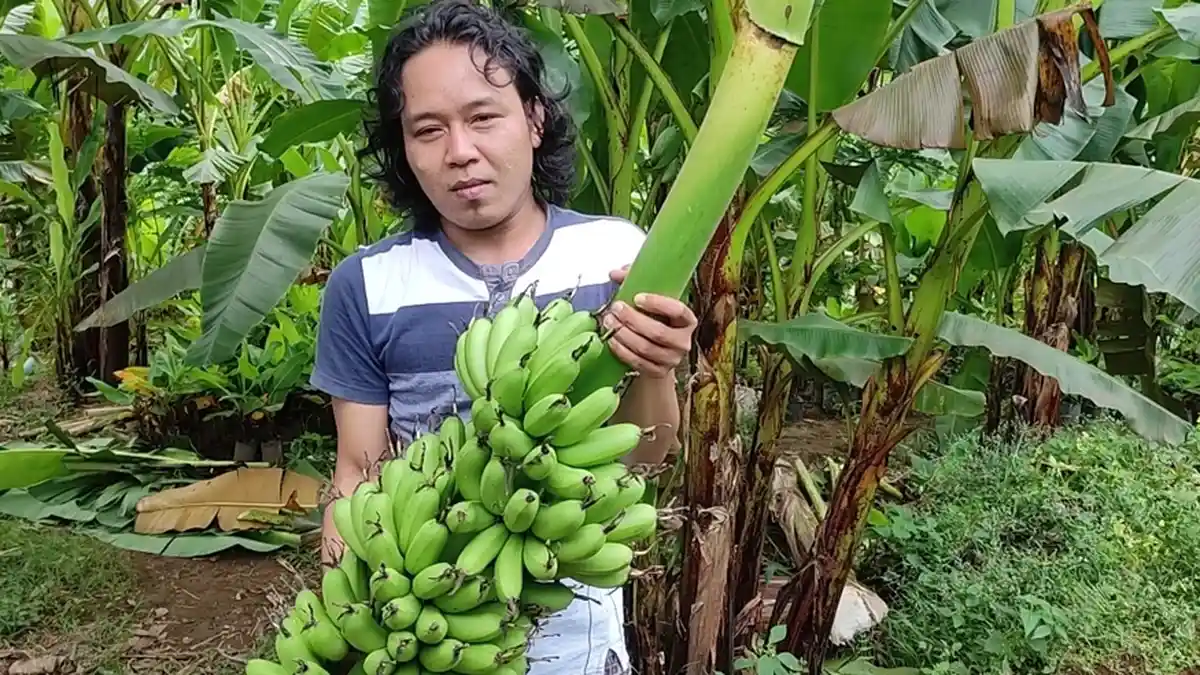 Mengupas Manisnya Bisnis Pisang Kirana di Banjarnegara, Contoh yang Dirasakan Solihin dan Irhamto
