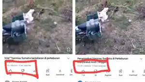 postingan-video-harimau.jpg
