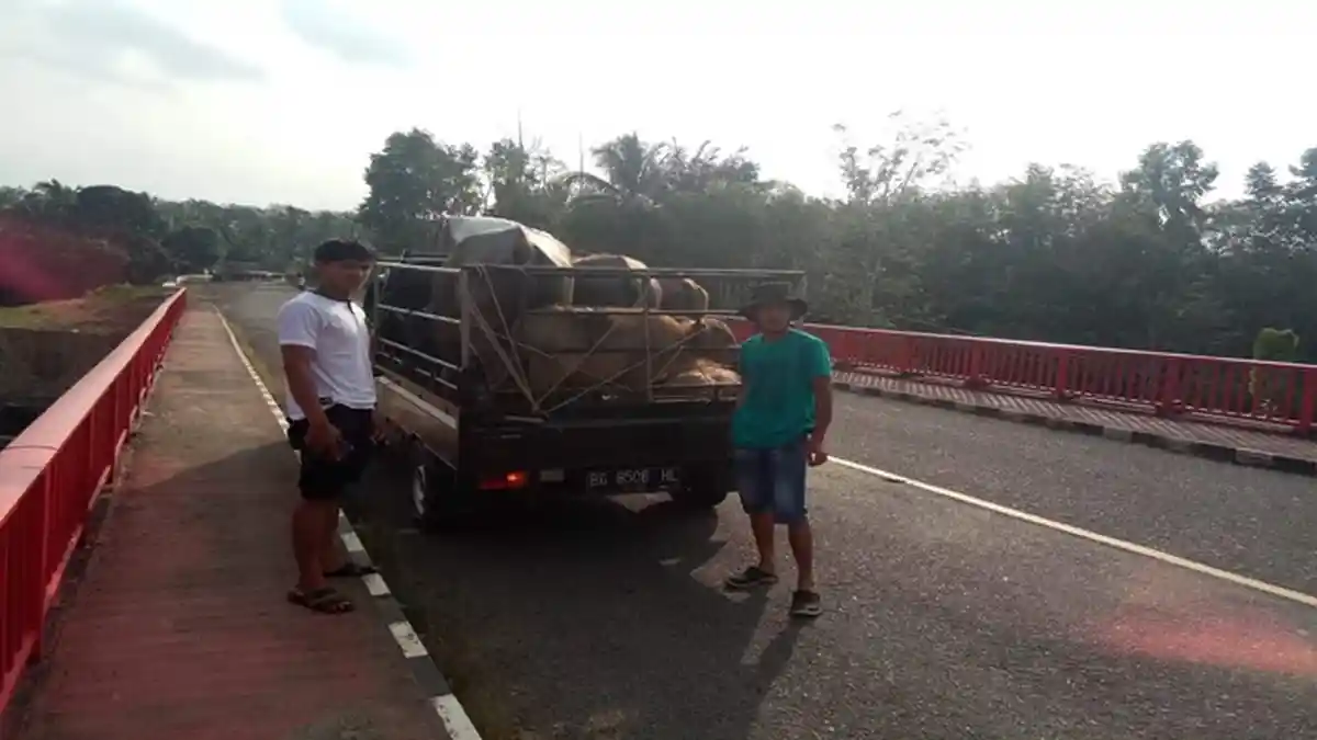 Peternak Lubuk Linggau Terancam, Penyakit Mulut dan Kuku Semakin Meluas 