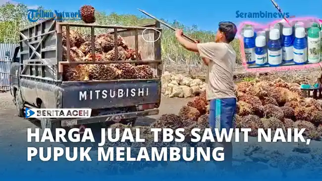 Tribun