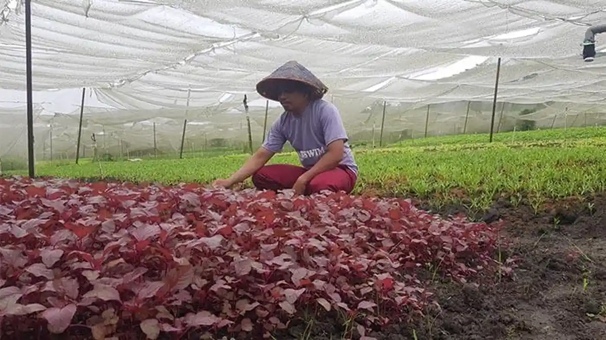 KUR dari BRI Menopang Sektor Pertanian, Arbain Mendapatkan Kemudahan