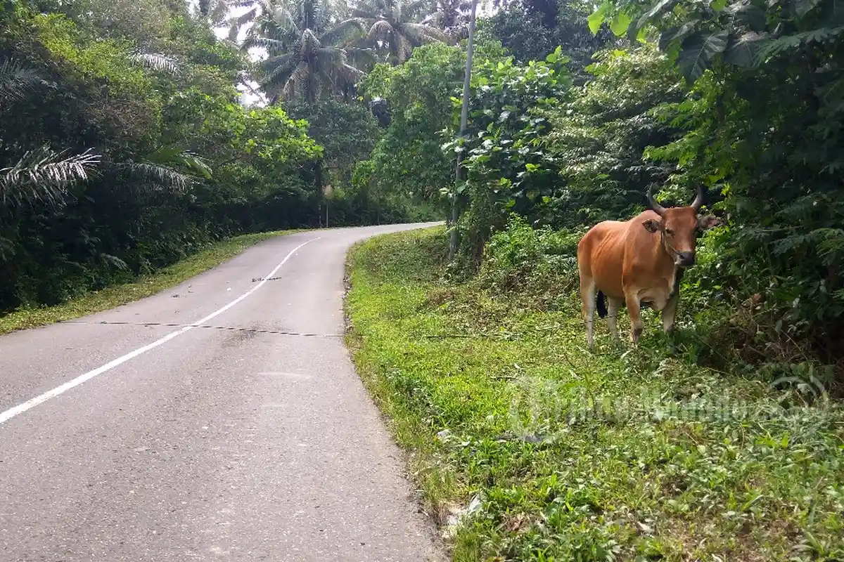 Ini yang Dilakukan Dinas Pertanian dan Ketahanan Pangan Bolsel untuk Meningkatkan Produksi Sapi