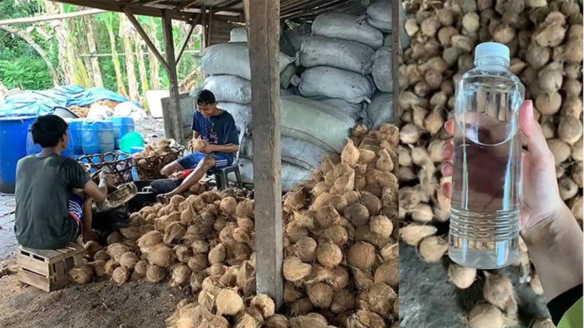 Sehari Warga Pringsewu Lampung Hasilkan 30 Liter VCO, Dijual Sampai Bandung