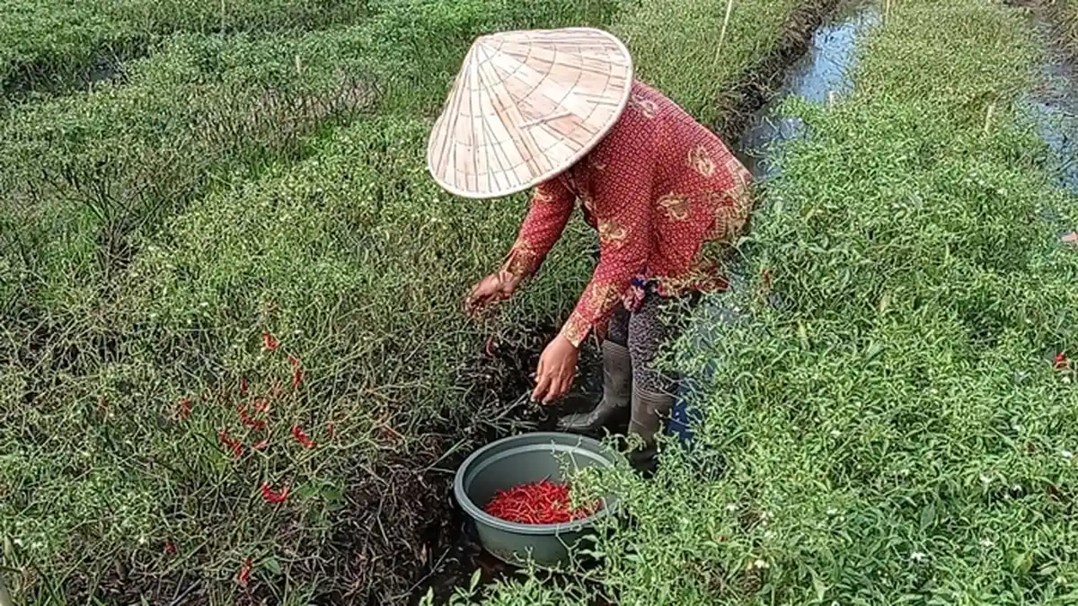 Hasil Panen Cabai di Ogan Ilir Merosot 75 Persen, Imbas Lahan Pertanian Terendam Air Rawa
