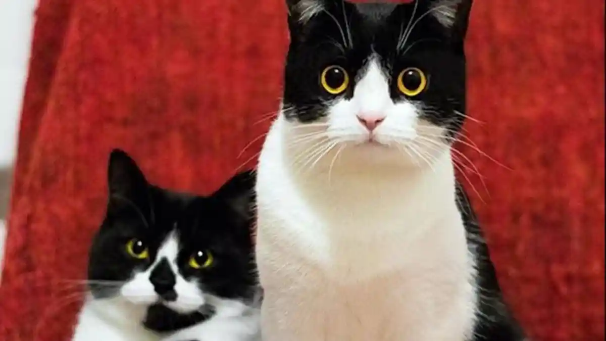 VIRAL, Rapper Ini Lakukan Aksi Mengerikan pada Kucing Peliharaannya yang Sudah Mati