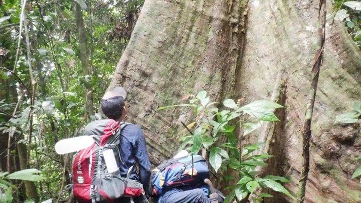 Dari Menjaga Hutan hingga Berbagi Buah dengan Orang Utan