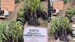 Cerita-Unik-Tamu-Pernikahan-di-Tegal-Dapat-Souvenir-Bibit-Tanaman-Bebas-Pilih-Sesuai-Keinginan.jpg