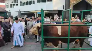 Sapi-bantuan-presiden.jpg