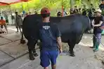 Prabowo Kirim Sapi 1,1 Ton ke Kampung Terpencil di Karanganyar, Panitia Kaget: Baru Pertama Kali