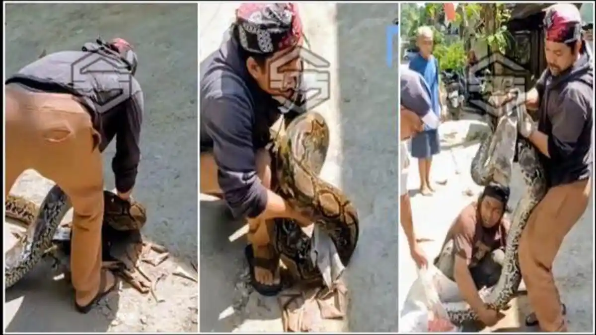 Viral! Detik-detik Warga Samarinda Nyaris Terlilit Ular Piton Berukuran Jumbo Saat Menangkapnya - Tribunkaltim.co