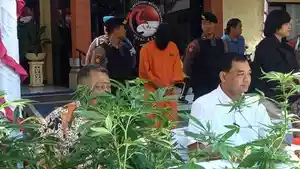 Konferensi-pers-clandestein-narkotika-jenis-ganja-secara-hidroponik-di-Mapolda-Bali.jpg