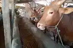 sapi-sapi-di-salah-satu-lapak-penjualan-hewan-kurban-di-indramayu-jumat-282019.jpg