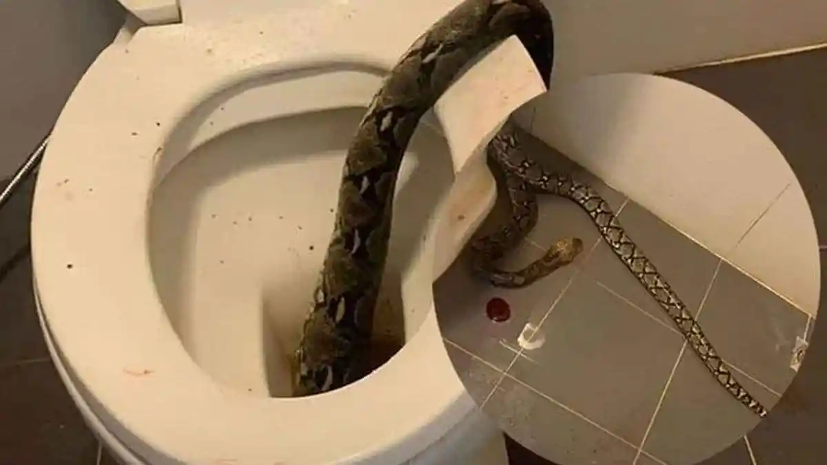 Ngeri! Keluar Ular Piton dari Kloset, Testis Pria Ini Dicaplok Saat Duduk Buang Air, Begini Nasibnya