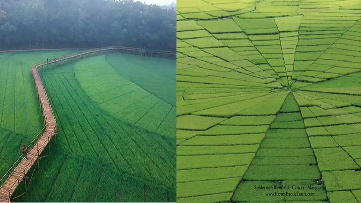 7 Sawah di Indonesia Jadi Tempat Wisata, No 3 Ada di Flores NTT
