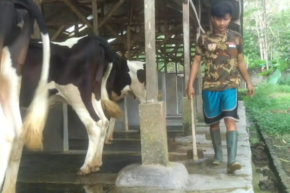 Pemkab Tubaba Menggulirkan Asuransi untuk Ternak Sapi dan Kerbau Betina Produktif