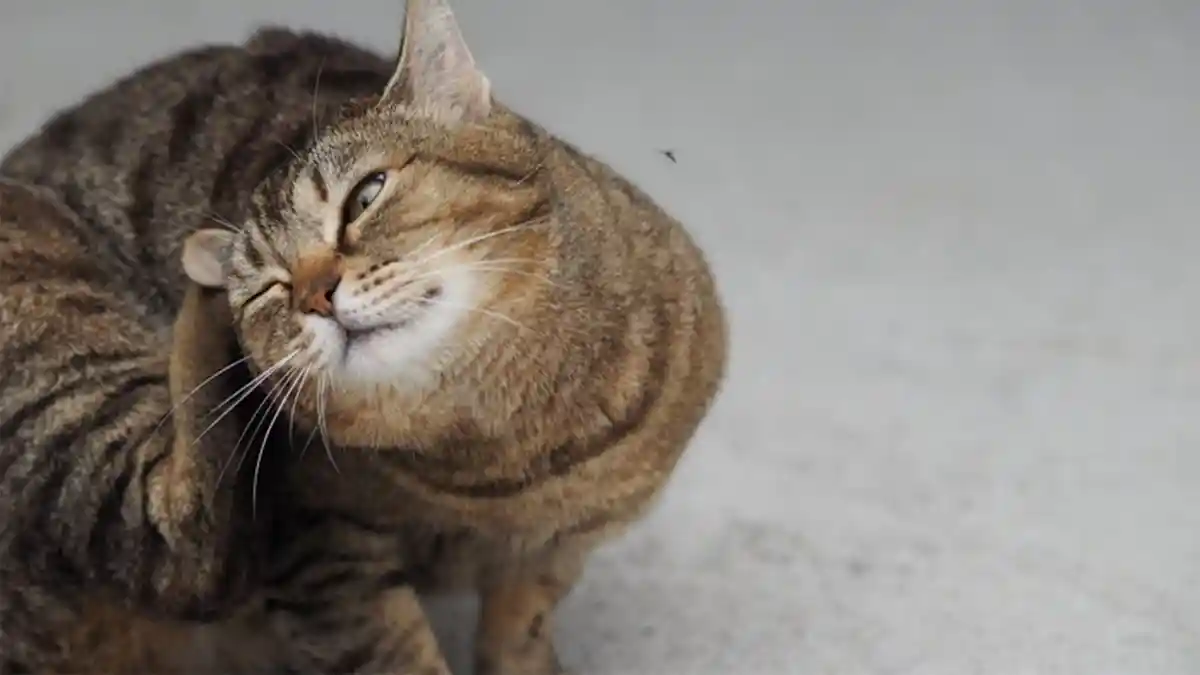 Cara Menghilangkan Kutu Kucing Peliharaan dengan Bahan Alami, Pakai Lemon hingga Rempah-Rempah