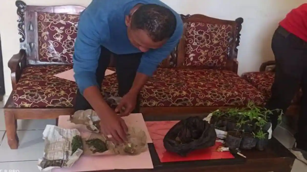 Polres Pagaralam Temukan Ladang Ganja Dekat Permukiman Penduduk, Satu Tersangka Diamankan