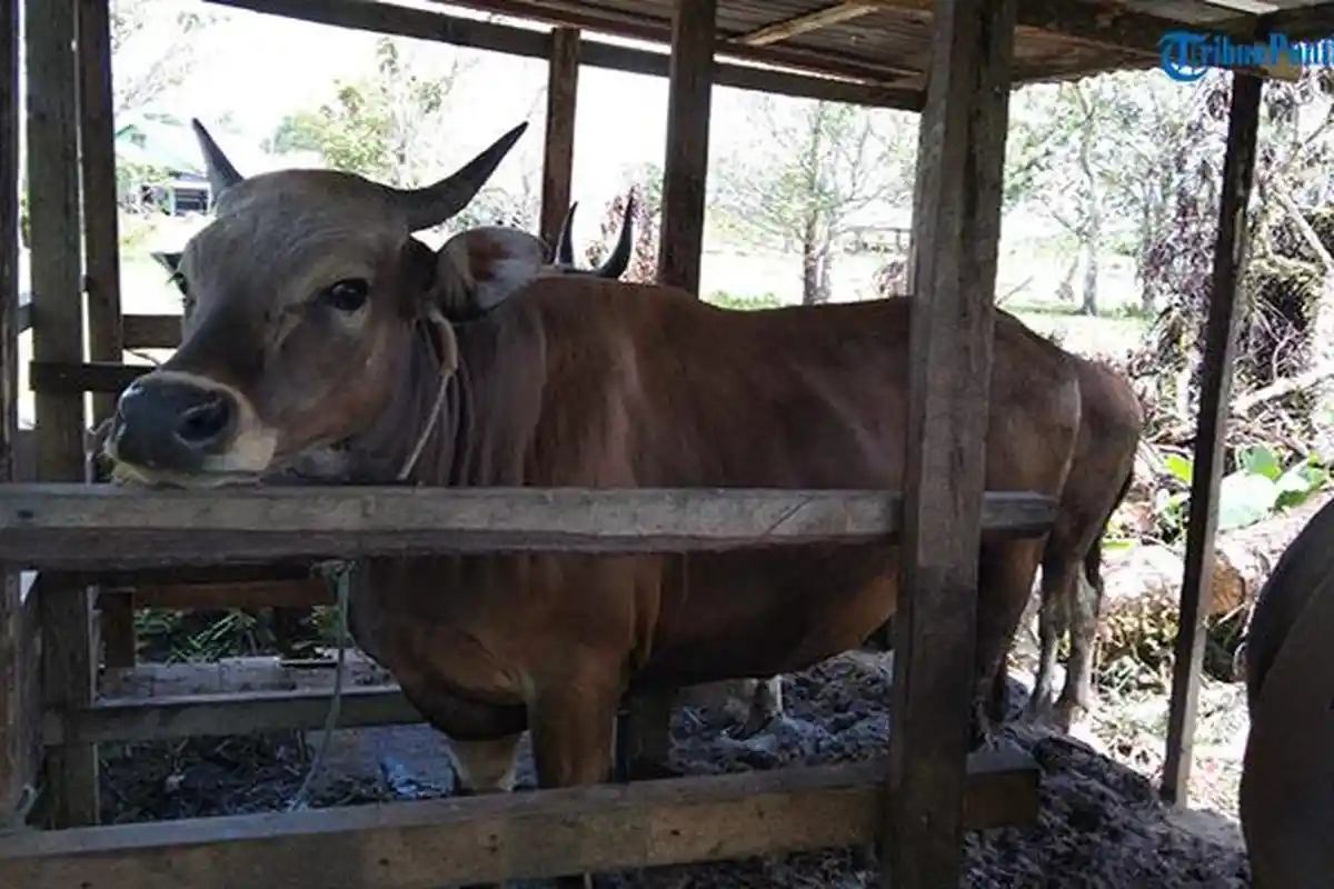 Jelang Idul Adha Masyarakat Minta Pemkab Kapuas Hulu Cek Kesehatan Sapi dan Kambing