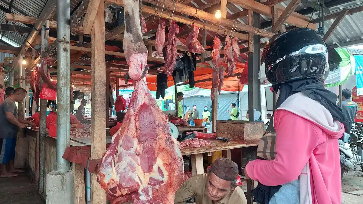 Populasi Sapi Potong di Bangka Belitung 17.819 Ekor, 21 Ekor Sapi Masih Terkonfirmasi Kasus PMK