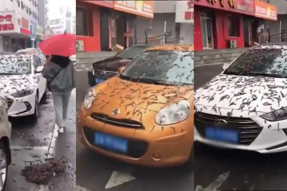 Fenomena Aneh, Beijing Dilanda 'Hujan Cacing', Mobil Terparkir Dipenuhi Ribuan Cacing, Ada Teorinya